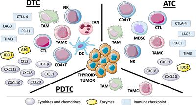 Immune Landscape of Thyroid Cancers: New Insights